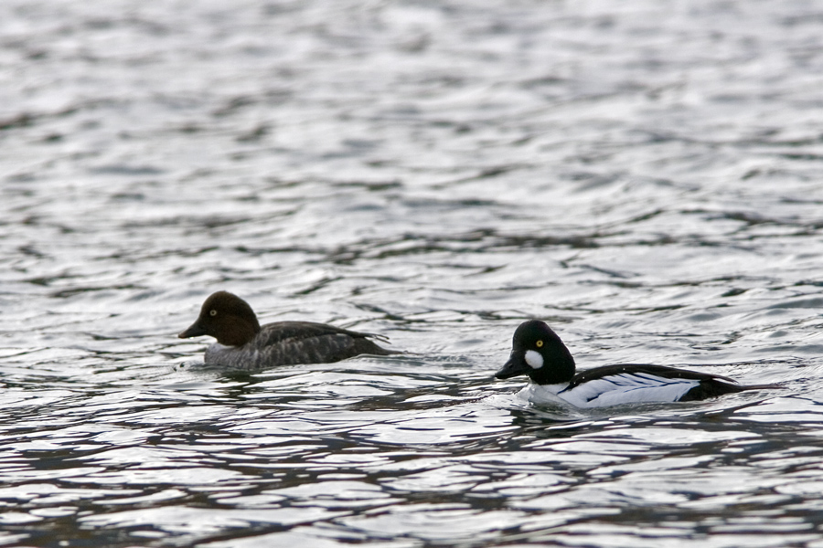 Quatrocchi - Bucephala clangula